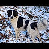 dog, black_and_white, snow, outdoor, animal, canine, winter, leaves, fur, pet, standing, alert, nature, cold, tail, grass, background, mammal, looking, daylight