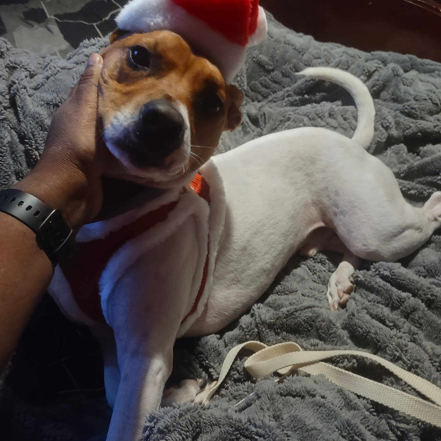 King joined the competition — help win amazing prizes! accessories, animal, beagle, blanket, bodypart, canine, chihuahua, clothing, dog, finger, hand, hat, homedecor, hound, linen, person, pet, pointer, puppy, strap