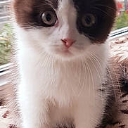 Philou participe au concours pour gagner de l'argent avec cette photo : abyssinian, angora, animal, cat, kitten, manx, pet, siamese, white