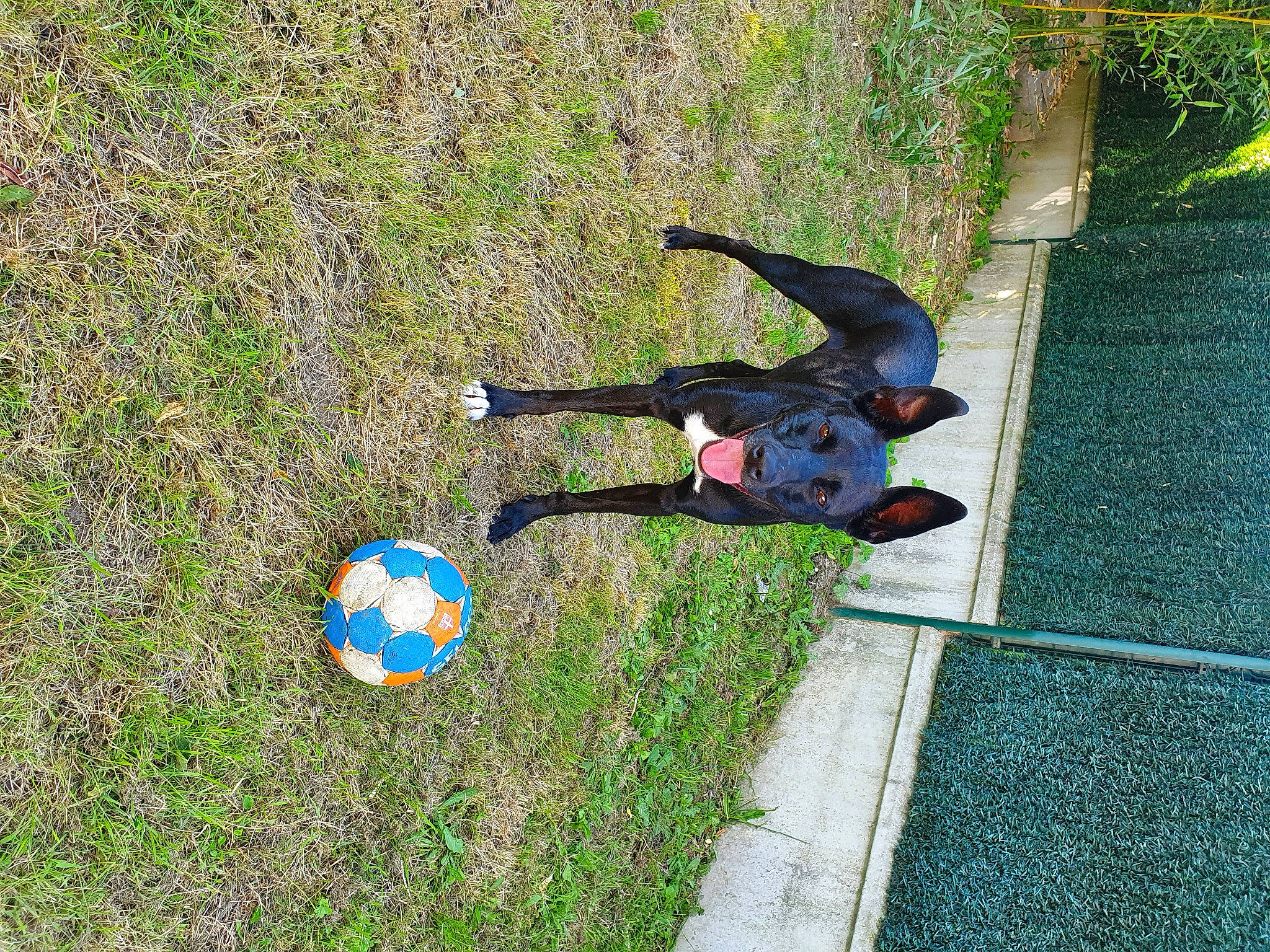 Ocky a rejoint le concours — aidez-le/la à gagner de superbes lots ! ball, electric_blue, flooring, football, fun, garden, grass, grassland, leisure, people_in_nature, plant, recreation, shadow, shrub, soil, toy, tree, yard