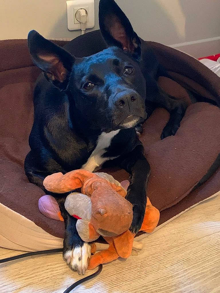 Ocky a rejoint le concours — aidez-le/la à gagner de superbes lots ! ball, canidae, carnivore, comfort, companion_dog, dog, dog_bed, dog_breed, dog_supply, ear, fawn, flooring, fur, paw, snout, sporting_group, vertebrate, whiskers, wood, working_animal