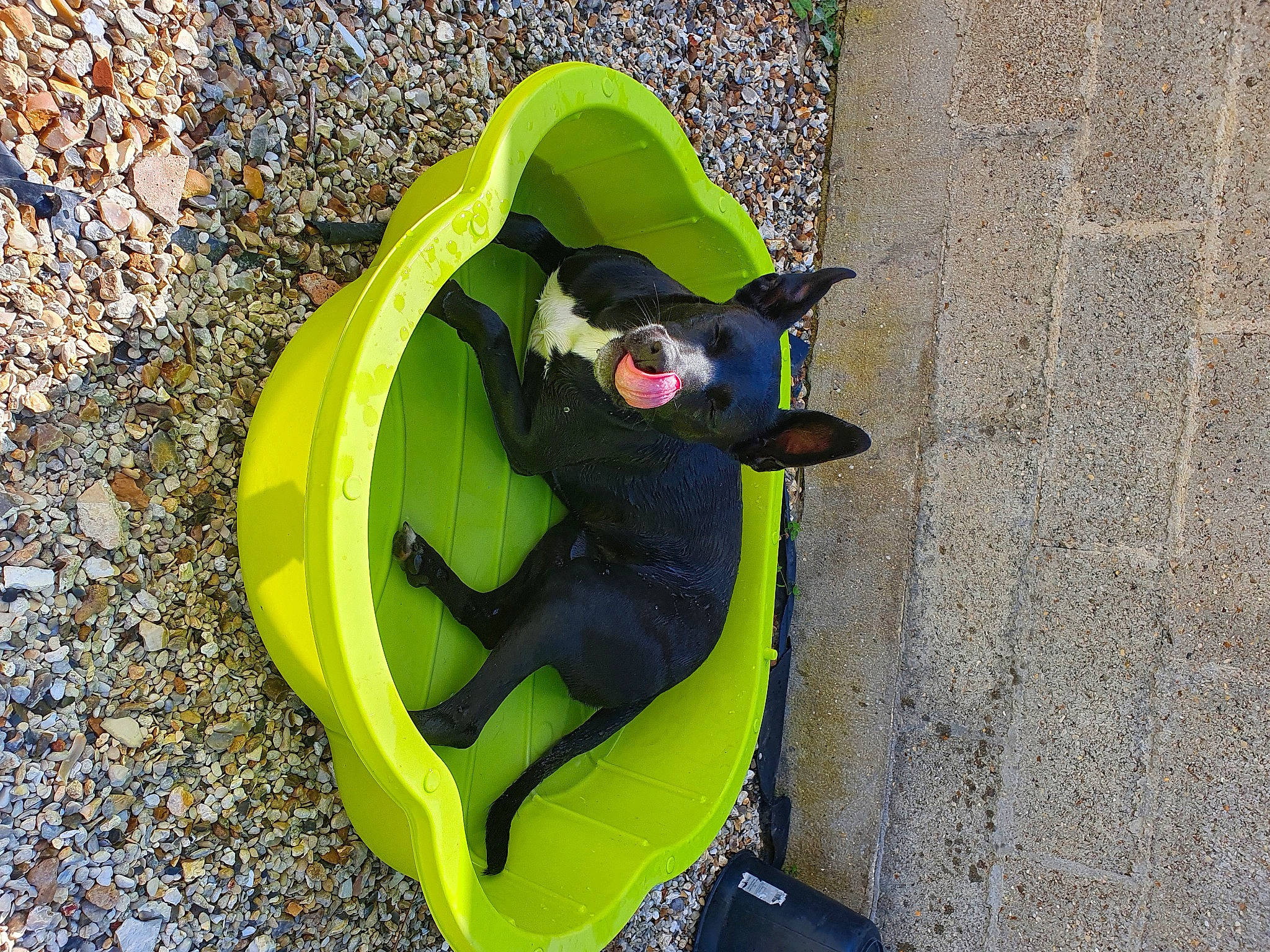 Ocky participe au concours pour gagner de l'argent avec cette photo : adventure, boats_and_boating_equipment_and_supplies, canidae, carmine, carnivore, companion_dog, dog, dog_breed, dog_supply, electric_blue, grass, leisure, personal_protective_equipment, recreation, shadow, sitting, soil, sporting_group, tail, working_animal