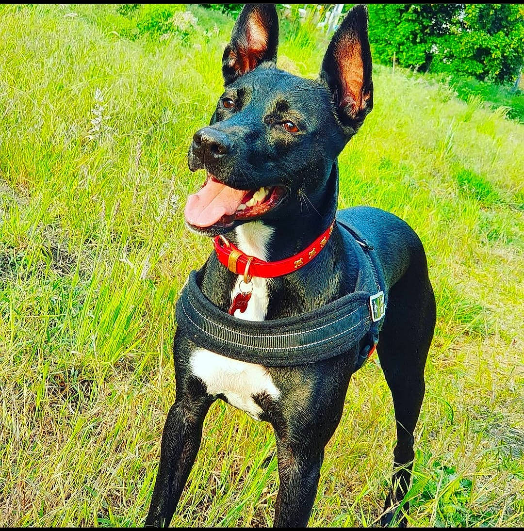 Ocky participe au concours pour gagner de l'argent avec cette photo : canidae, carnivore, collar, companion_dog, dog, dog_breed, dog_collar, dog_supply, fashion_accessory, fawn, grass, guard_dog, pet_supply, snout, sporting_group, tail, terrestrial_animal, whiskers, working_animal, working_dog
