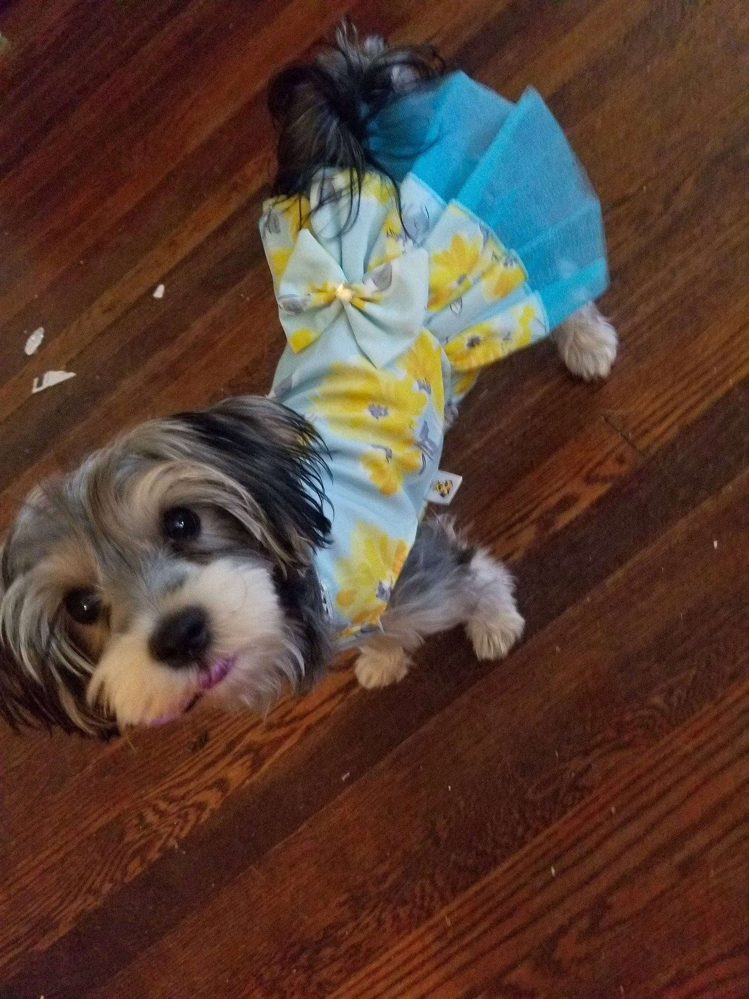 Kalani is registered to the contest to win money with this photo: biewer_terrier, canidae, carnivore, cavachon, chinese_imperial_dog, companion_dog, dog, dog_breed, dog_clothes, flooring, havanese, lhasa_apso, mal_shi, morkie, petit_basset_griffon_vendeen, puppy, puppy_love, shih_tzu, toy_dog, yorkshire_terrier