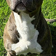 Mayron a rejoint le concours — aidez-le/la à gagner de superbes lots ! animal, brown, canine, daylight, dog, ears, eyes, face, fur, grass, looking_up, nature, nose, outdoor, paw, pet, portrait, sitting, sunlight, white