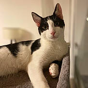 Oreo a rejoint le concours — aidez-le/la à gagner de superbes lots ! abyssinian, angora, animal, blanket, cat, kitten, manx, pet, siamese