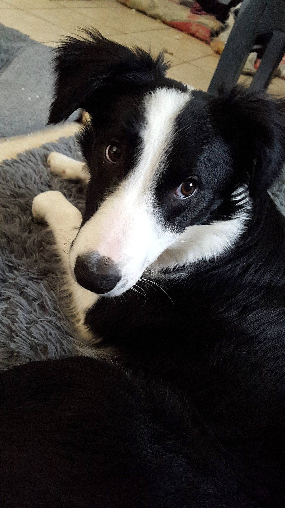 Simba participe au concours pour gagner de l'argent avec cette photo : australian_collie, black_and_white, borador, border_collie, canidae, carnivore, companion_dog, dog, dog_breed, english_shepherd, herding_dog, karelian_bear_dog, mammal, mcnab, nose, snout, vertebrate, welsh_sheepdog, whiskers, working_dog