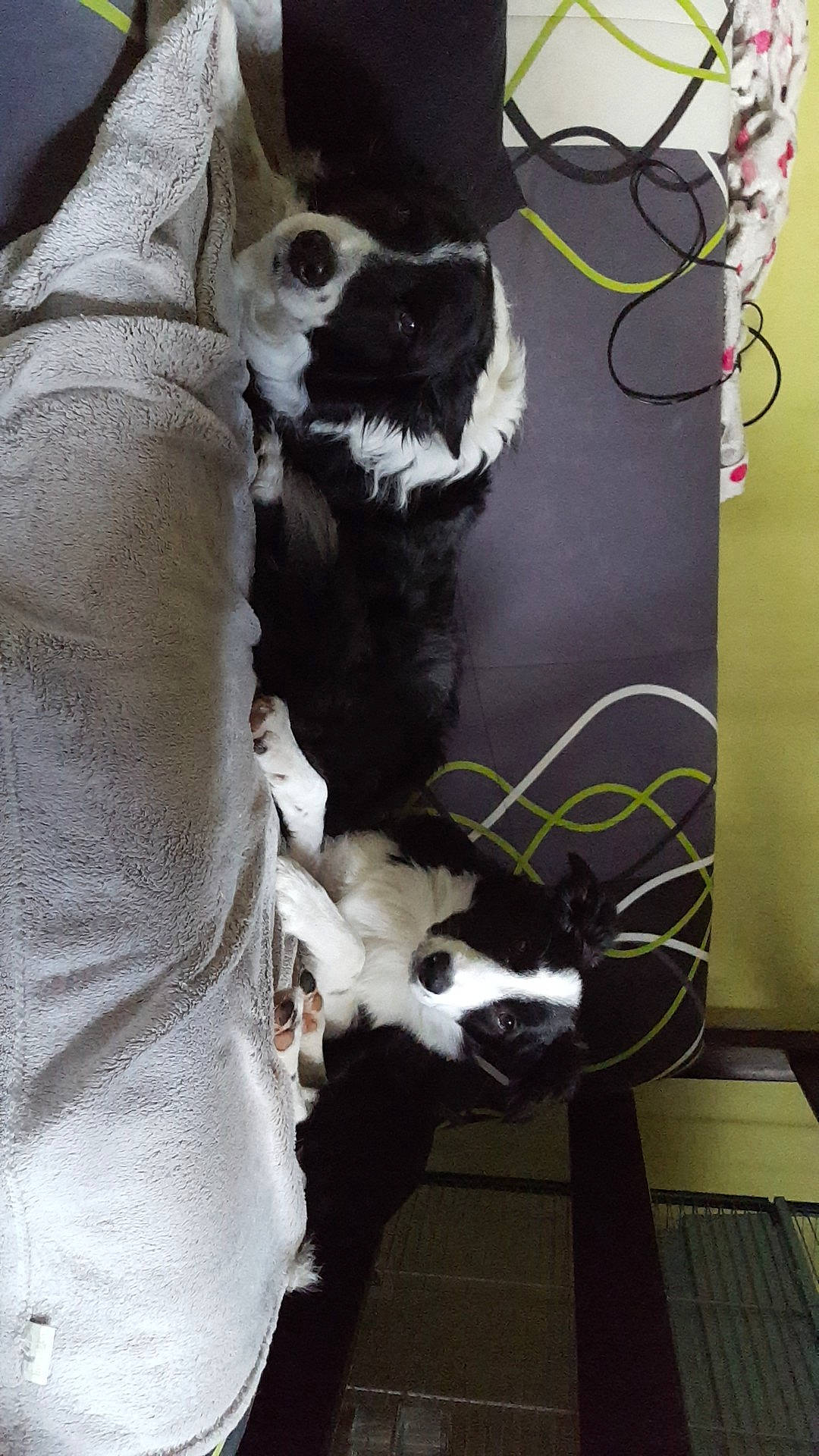 Simba participe au concours pour gagner de l'argent avec cette photo : canidae, carnivore, cat, dog, dog_breed, fur, snout, sporting_group, tail, whiskers