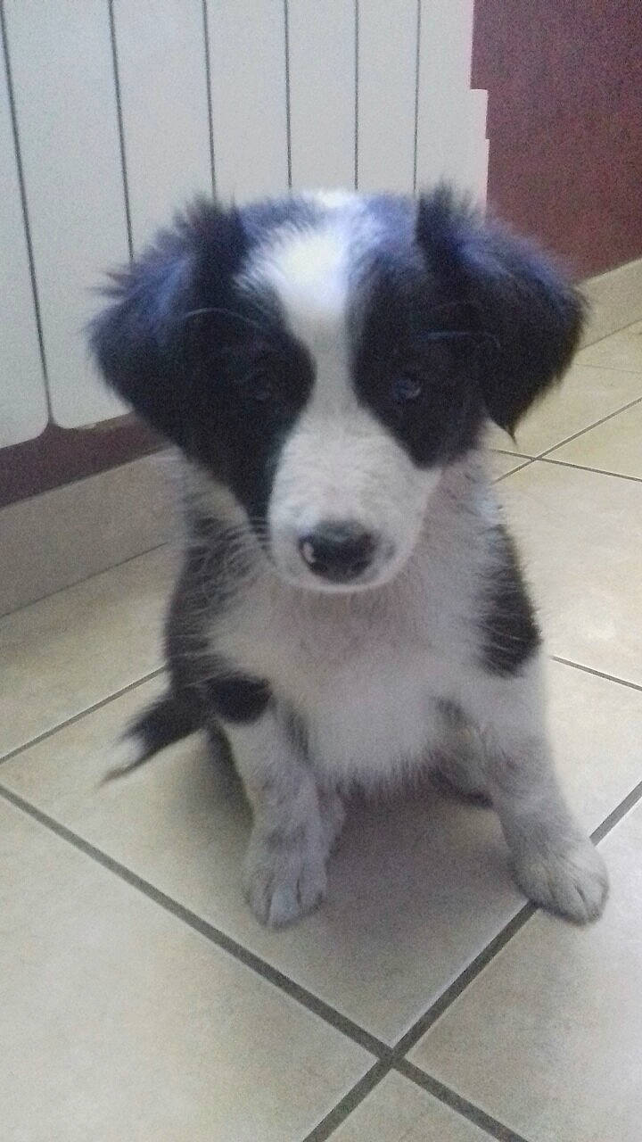 Simba a rejoint le concours — aidez-le/la à gagner de superbes lots ! australian_collie, australian_shepherd, border_collie, canidae, carnivore, companion_dog, dog, dog_breed, herding_dog, mammal, miniature_australian_shepherd, puppy, rare_breed_dog, sporting_group, vertebrate, welsh_sheepdog, working_dog