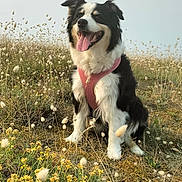 Molly a rejoint le concours — aidez-le/la à gagner de superbes lots ! animal, black_and_white, border_collie, canine, dog, ears_up, field, flora, grass, happy, nature, outdoor, pet, pink_harness, portrait, sitting, summer, sunlight, tongue_out, wildflowers