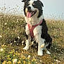 animal, black_and_white, border_collie, canine, dog, ears_up, field, flora, grass, happy, nature, outdoor, pet, pink_harness, portrait, sitting, summer, sunlight, tongue_out, wildflowers