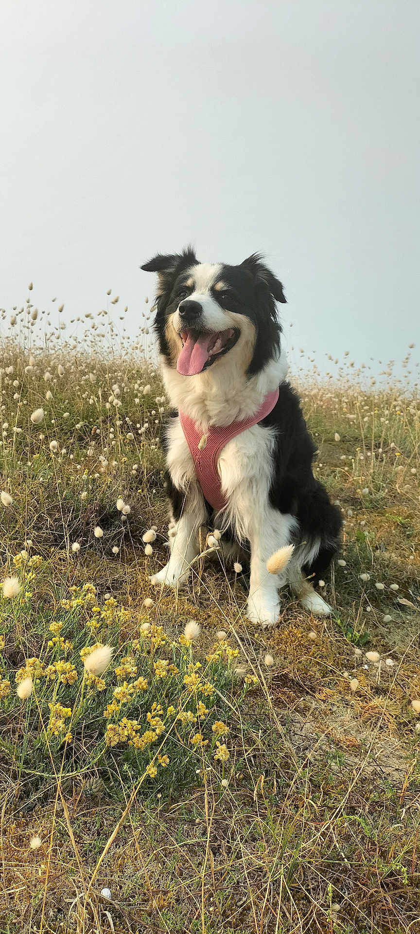 Molly