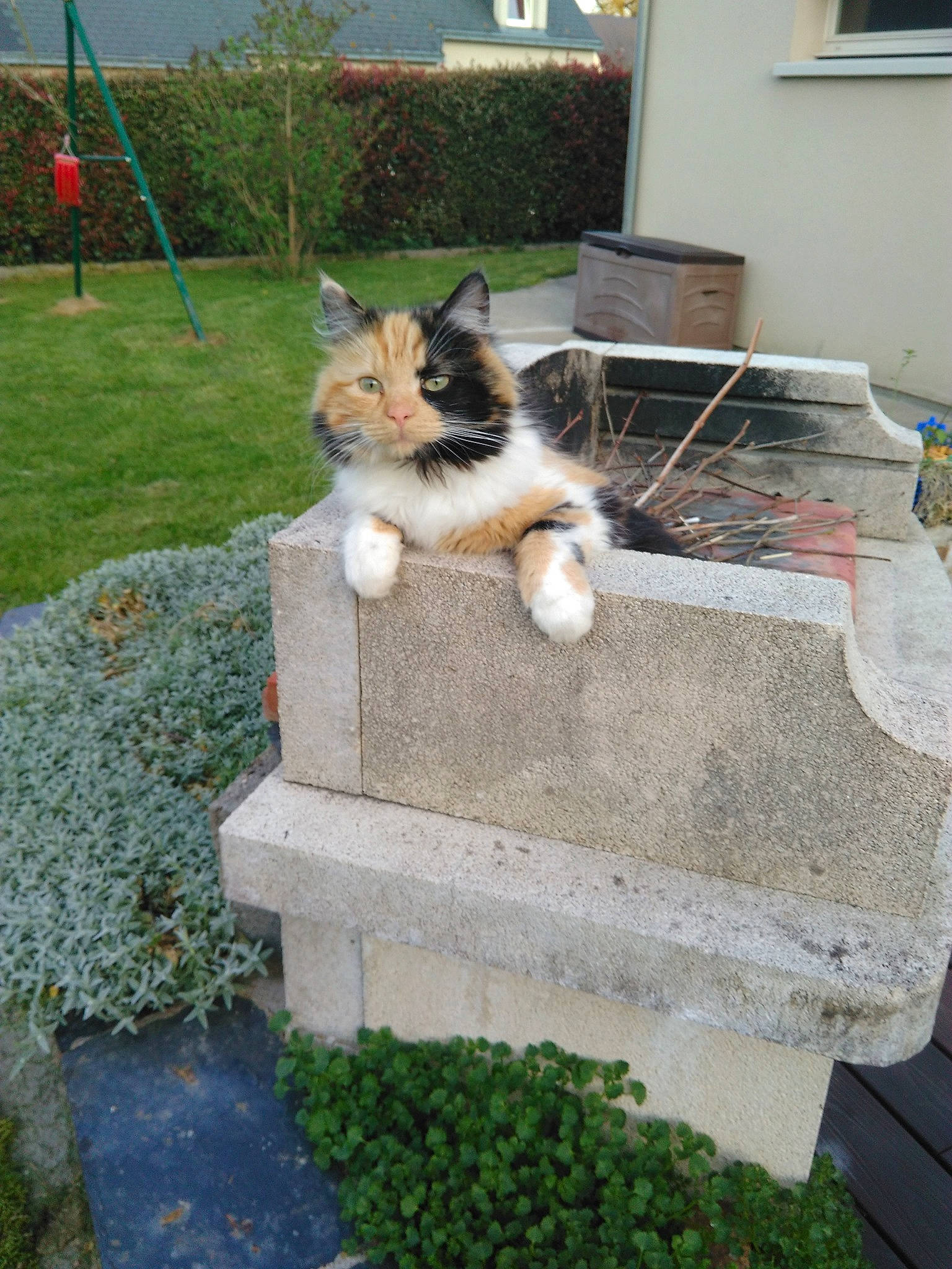 Nell participe au concours pour gagner de l'argent avec cette photo : aegean_cat, canidae, carnivore, cat, european_shorthair, felidae, grass, house, maine_coon, polydactyl_cat, small_to_medium_sized_cats, whiskers