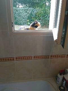 Nell a rejoint le concours — aidez-le/la à gagner de superbes lots ! bathroom, canidae, carnivore, dog_breed, door, floor, flooring, room, tile, window