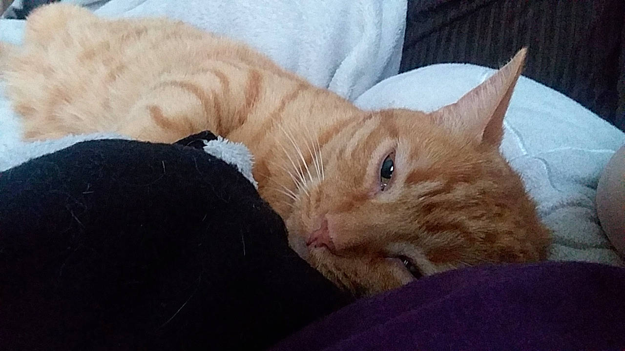 Samwise is registered to the contest to win money with this photo: asian, carnivore, cat, claw, domestic_short_haired_cat, ear, european_shorthair, eye, fawn, felidae, fur, german_rex, kitten, mammal, nap, small_to_medium_sized_cats, snout, tabby_cat, vertebrate, whiskers