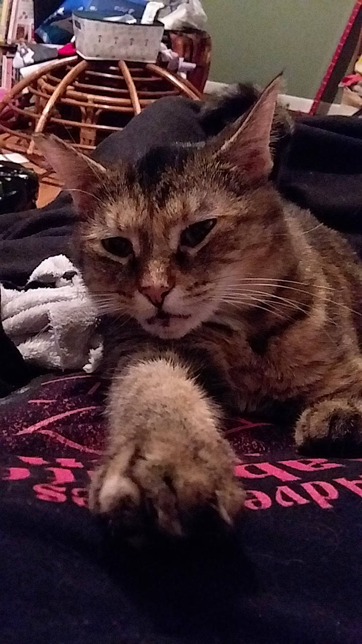 Trinity joined the competition — help win amazing prizes! american_shorthair, asian, british_semi_longhair, california_spangled, carnivore, cat, domestic_short_haired_cat, dragon_li, european_shorthair, felidae, kitten, mammal, photo_caption, pixie_bob, small_to_medium_sized_cats, tabby_cat, vertebrate, whiskers