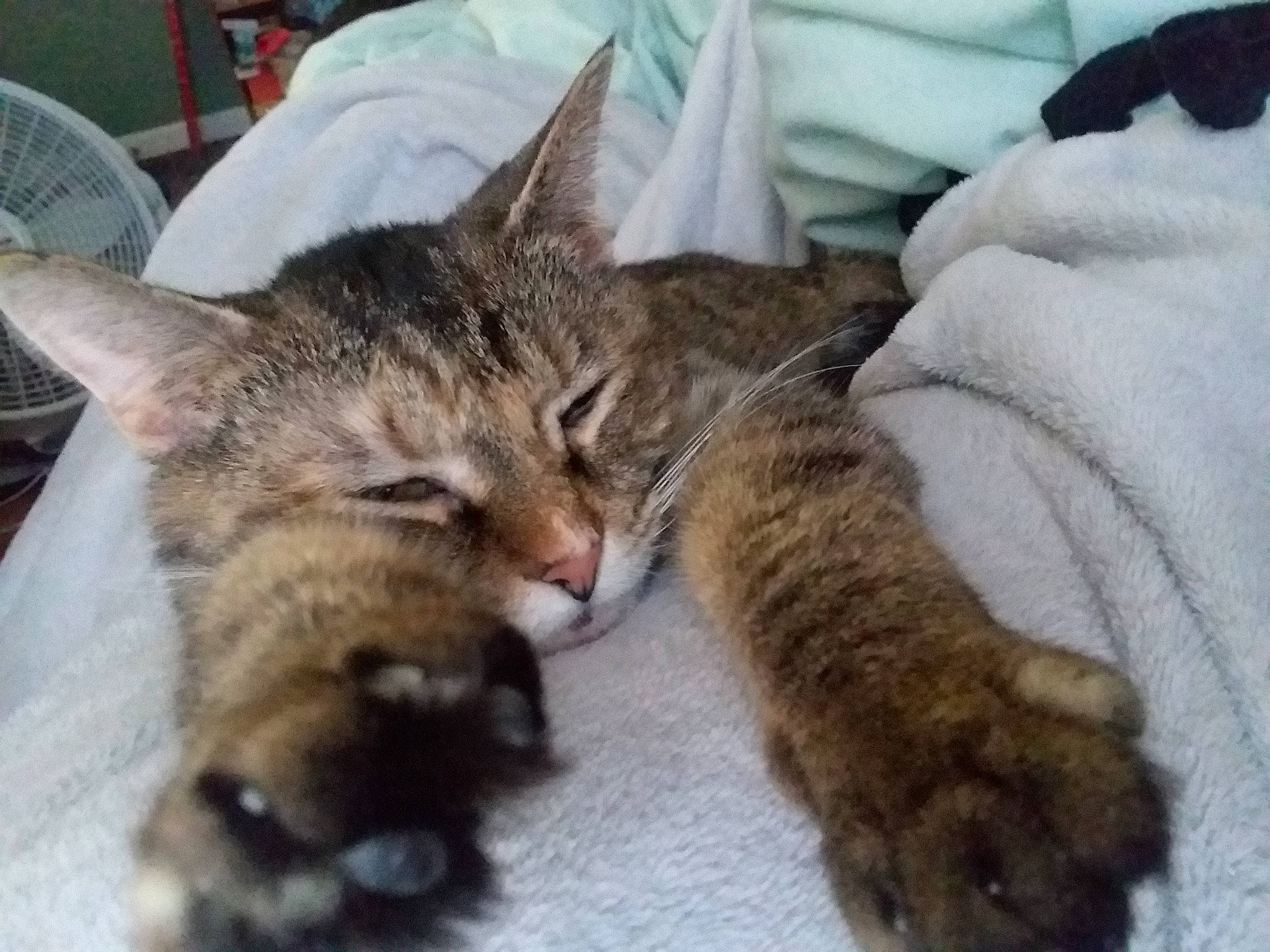 Trinity is registered to the contest to win money with this photo: aegean_cat, asian, california_spangled, carnivore, cat, domestic_short_haired_cat, dragon_li, european_shorthair, fawn, felidae, kitten, mammal, nap, pixie_bob, small_to_medium_sized_cats, snout, tabby_cat, vertebrate, whiskers, wild_cat