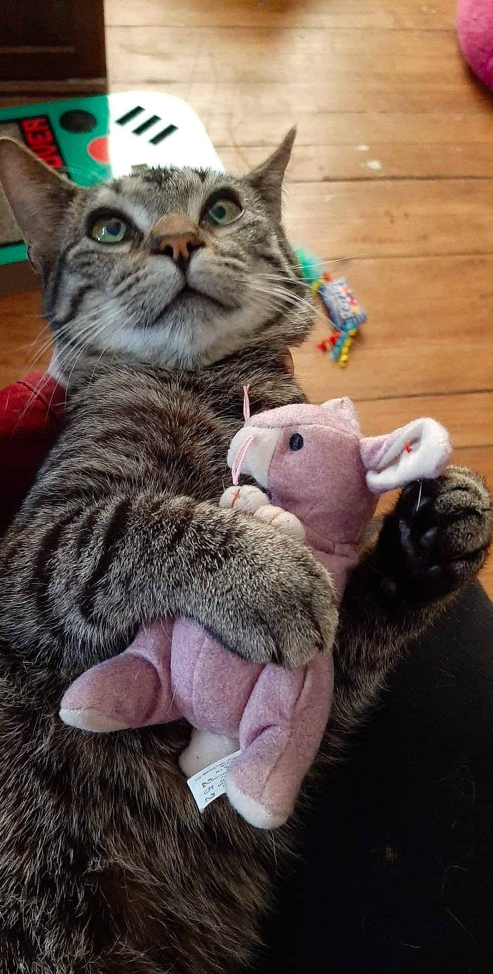 Quillbur is registered to the contest to win money with this photo: asian, carnivore, cat, claw, domestic_short_haired_cat, european_shorthair, felidae, fur, kitten, paw, pixie_bob, russian_blue, small_to_medium_sized_cats, tabby_cat, whiskers