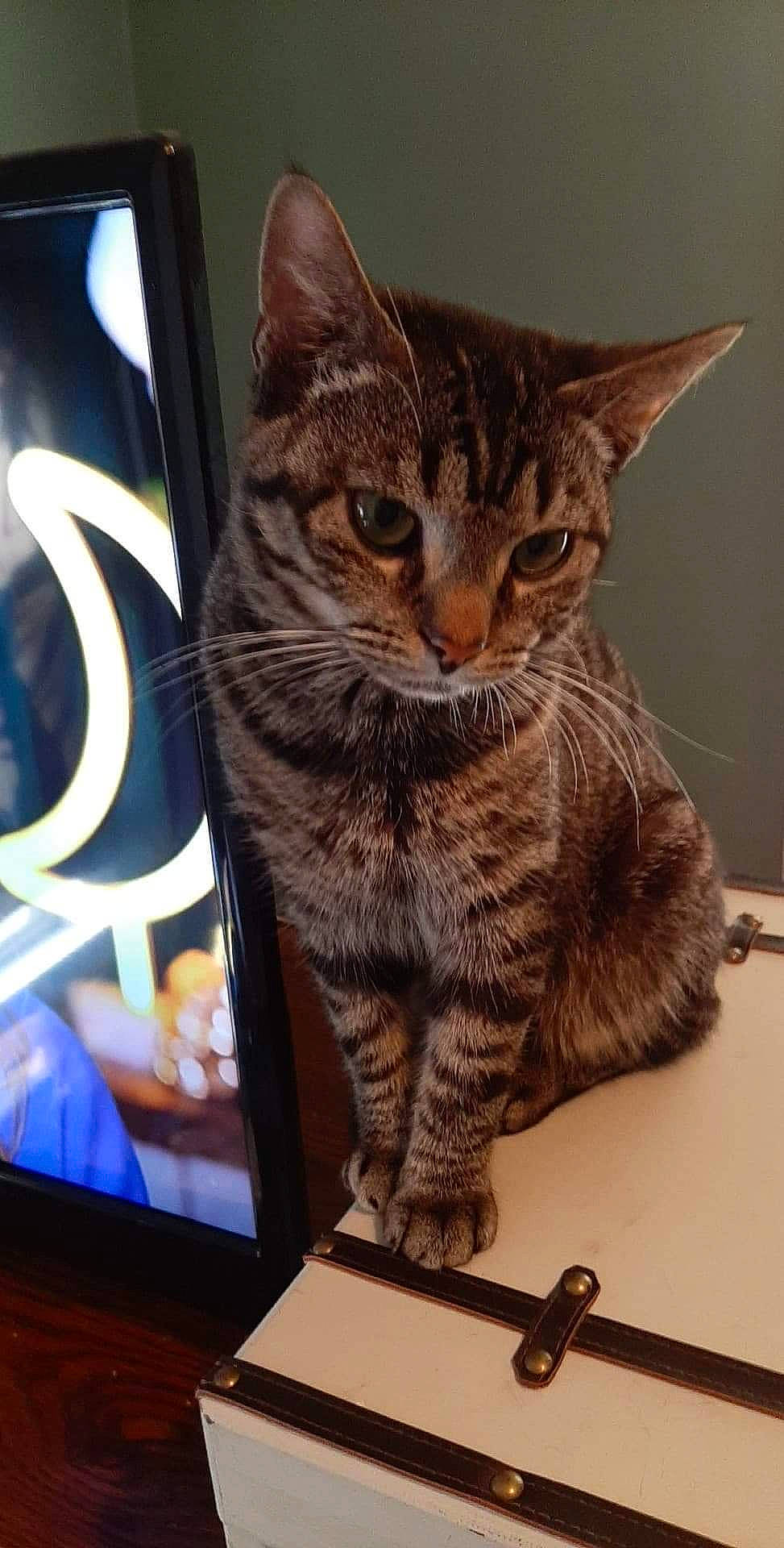 Quillbur joined the competition — help win amazing prizes! american_shorthair, asian, bengal, california_spangled, carnivore, cat, domestic_short_haired_cat, dragon_li, egyptian_mau, european_shorthair, felidae, fur, kitten, mammal, ocicat, pixie_bob, small_to_medium_sized_cats, tabby_cat, toyger, whiskers