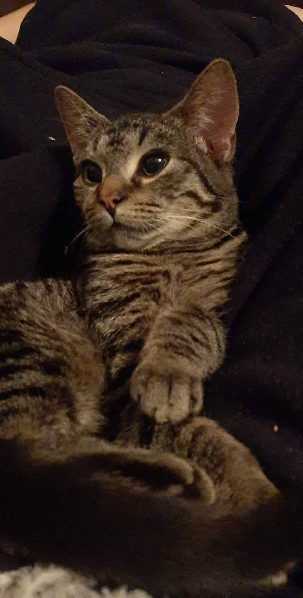 Quillbur joined the competition — help win amazing prizes! american_shorthair, arabian_mau, asian, california_spangled, carnivore, cat, domestic_short_haired_cat, dragon_li, egyptian_mau, european_shorthair, felidae, kitten, mammal, ocicat, pixie_bob, small_to_medium_sized_cats, sokoke, tabby_cat, vertebrate, whiskers