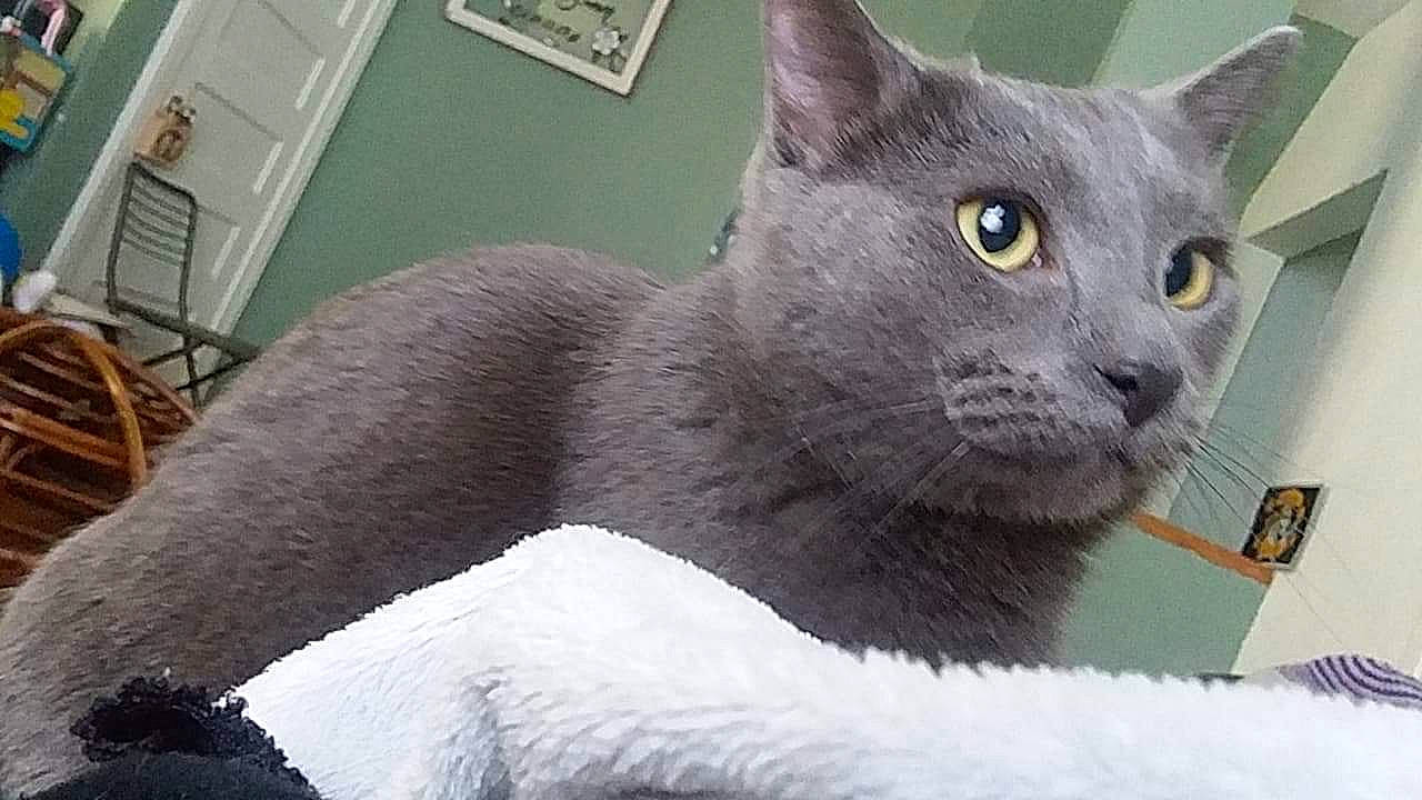 Marco is registered to the contest to win money with this photo: asian, british_shorthair, burmese, carnivore, cat, chartreux, domestic_short_haired_cat, felidae, german_rex, korat, mammal, nebelung, russian_blue, small_to_medium_sized_cats, vertebrate, whiskers