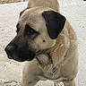 dog, canine, tan_coat, black_face, chain_collar, outdoor, concrete, animal, pet, standing, looking_away, ears_down, short_fur, muzzle, side_view, quiet, alert, daylight, background, ground