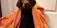 Paisley joined the competition — help win amazing prizes! adorable, animal, bath_time, brown_dog, canine, cute, dog, floor, indoors, labrador, looking_up, pet, puppy, sitting, striped_towel, tile_floor, towel, wet, wrapped, young_dog
