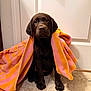 adorable, animal, bath_time, brown_dog, canine, cute, dog, floor, indoors, labrador, looking_up, pet, puppy, sitting, striped_towel, tile_floor, towel, wet, wrapped, young_dog