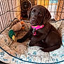 Paisley joined the competition — help win amazing prizes! animal, chocolate_labrador, collar, cozy, crate, curious, cute, dog, dog_bed, indoor, looking, pet, pet_bed, pink_collar, plush_toy, puppy, resting, toy, wooden_floor, young_dog