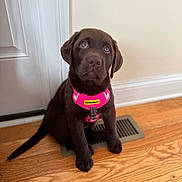 Paisley joined the competition — help win amazing prizes! adorable, animal, brown_fur, chocolate_lab, companion, cute, dog, domestic, door, floor_vent, harness, house, indoor, looking_up, pet, pet_safe, puppy, sitting, wood_floor, young_dog