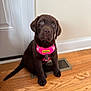 adorable, animal, brown_fur, chocolate_lab, companion, cute, dog, domestic, door, floor_vent, harness, house, indoor, looking_up, pet, pet_safe, puppy, sitting, wood_floor, young_dog