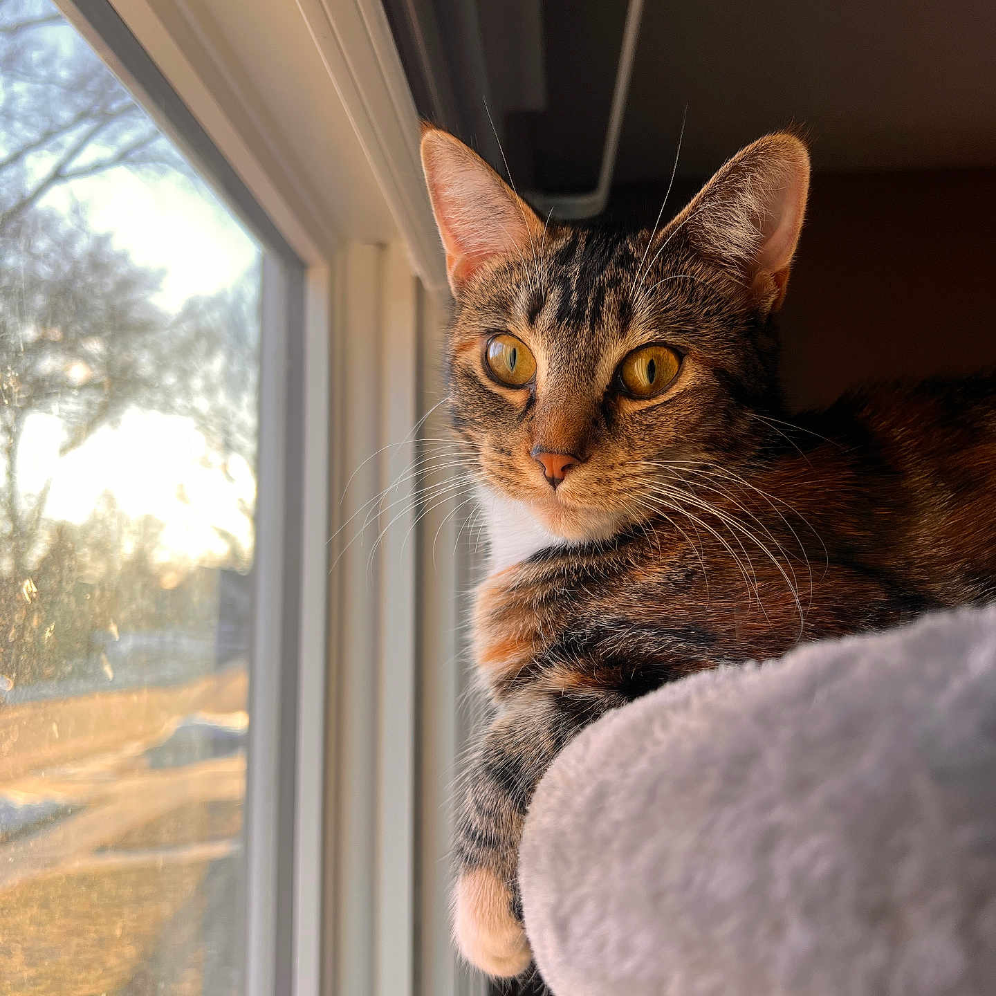 Nahla is registered to the contest to win money with this photo: animal, cat, claws, closeup, cozy, curious, daylight, ears, fur, home, indoor, mammal, perch, pet, portrait, relaxed, sunlight, tabby, whiskers, window