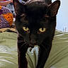 Star is registered to the contest to win money with this photo: animal, bed, black_cat, blanket, cat, close_up, cozy, cute, domestic_animal, feline, focused, fur, home, indoor, knitted, pet, soft_light, walking, whiskers, yellow_eyes