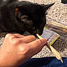 Star is registered to the contest to win money with this photo: animal, black_cat, candid, carpet, cat, closeup, curious, domestic_cat, feline, fingers, floor, hand, human_hand, indoor, packaging, pet, rolled_paper, sniffing, soft_lighting, texture