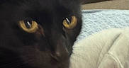 Star joined the competition — help win amazing prizes! animal, black_cat, blanket, cat, close_up, couch, cozy, domestic_animal, ear, feline, fur, home, indoor, pet, relaxing, resting, soft_focus, whiskers, window, yellow_eyes