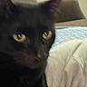 animal, black_cat, blanket, cat, close_up, couch, cozy, domestic_animal, ear, feline, fur, home, indoor, pet, relaxing, resting, soft_focus, whiskers, window, yellow_eyes