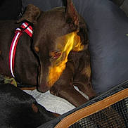 Aquarius joined the competition — help win amazing prizes! dog, brown_dog, sleeping, lying_down, pet, animal, canine, harness, red_harness, reflective, car, vehicle, seat, travel, bag, luggage, indoor, closeup, cozy, fur