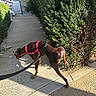 Aquarius is registered to the contest to win money with this photo: dog, doberman, small_dog, brown_dog, red_harness, leash, walking, outdoors, sidewalk, hedge, bushes, garden, sunlight, shadows, concrete, pathway, railing, residential, urban, animal