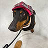 Aurora is registered to the contest to win money with this photo: dog, doberman, hat, cap, plaid, indoor, floor, leash, collar, pet, animal, looking_up, footwear, slippers, person, curious, closeup, black_and_tan, canine, domestic_animal