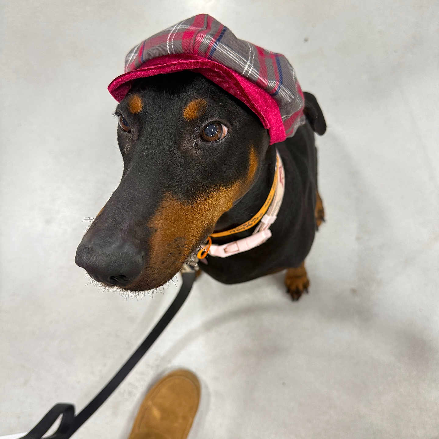 Aurora is registered to the contest to win money with this photo: dog, doberman, hat, cap, plaid, indoor, floor, leash, collar, pet, animal, looking_up, footwear, slippers, person, curious, closeup, black_and_tan, canine, domestic_animal