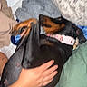 Aurora is registered to the contest to win money with this photo: dog, pet, hand, blanket, pillow, indoor, sleeping, cozy, brown, black, collar, fur, resting, comfort, human, bed, animal, closeup, relaxing, paw