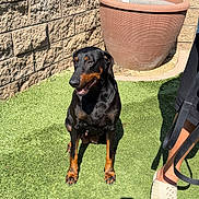 Aurora joined the competition — help win amazing prizes! dog, doberman, grass, outdoor, sunlight, plant_pot, shadow, person_leg, sandal, wall, smiling, pet, animal, leash, garden, summer, bright, daytime, canine, happy