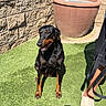 dog, doberman, grass, outdoor, sunlight, plant_pot, shadow, person_leg, sandal, wall, smiling, pet, animal, leash, garden, summer, bright, daytime, canine, happy