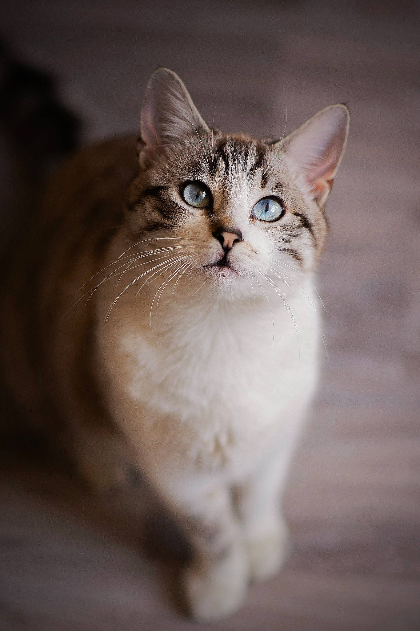 Woody a rejoint le concours — aidez-le/la à gagner de superbes lots ! aegean_cat, american_wirehair, asian, asian_semi_longhair, british_semi_longhair, burmilla, carnivore, cat, domestic_short_haired_cat, european_shorthair, eye, felidae, kitten, mammal, norwegian_forest_cat, siberian, small_to_medium_sized_cats, tabby_cat, vertebrate, whiskers