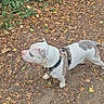 dog, canine, pet, white_dog, brown_patches, harness, walking, outdoors, woodland, forest, nature, leafy, dirt_path, fallen_leaves, animal, side_view, standing, adventure, park, daylight