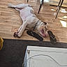dog, bulldog, pet, sleeping, lying_down, indoor, wooden_floor, flip_flops, collar, chain_collar, white_dog, spotted_dog, relaxed, tired, home, dining_area, chairs, sunlight, carpet, funny
