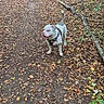Ghost a rejoint le concours — aidez-le/la à gagner de superbes lots ! dog, canine, pet, white_dog, brown_spots, harness, standing, open_mouth, tongue, outdoor, forest, woodland, nature, trail, dirt_path, fallen_leaves, trees, greenery, animal_portrait, walking