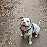 dog, bulldog, pet, animal, sitting, outdoors, woodland, forest, trail, dirt_path, harness, leash, white_fur, brown_patches, tongue_out, happy, smiling, wagging_tail, fallen_leaves, nature