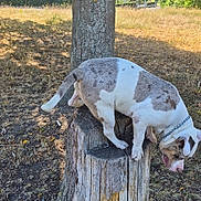 Ghost a rejoint le concours — aidez-le/la à gagner de superbes lots ! dog, canine, spotted_coat, white_and_brown, outdoor, nature, tree, tree_stump, balancing, standing, animal, pet, collar, chain_collar, tongue, floppy_ears, sunlight, field, grass, rural_landscape