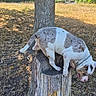 dog, canine, spotted_coat, white_and_brown, outdoor, nature, tree, tree_stump, balancing, standing, animal, pet, collar, chain_collar, tongue, floppy_ears, sunlight, field, grass, rural_landscape